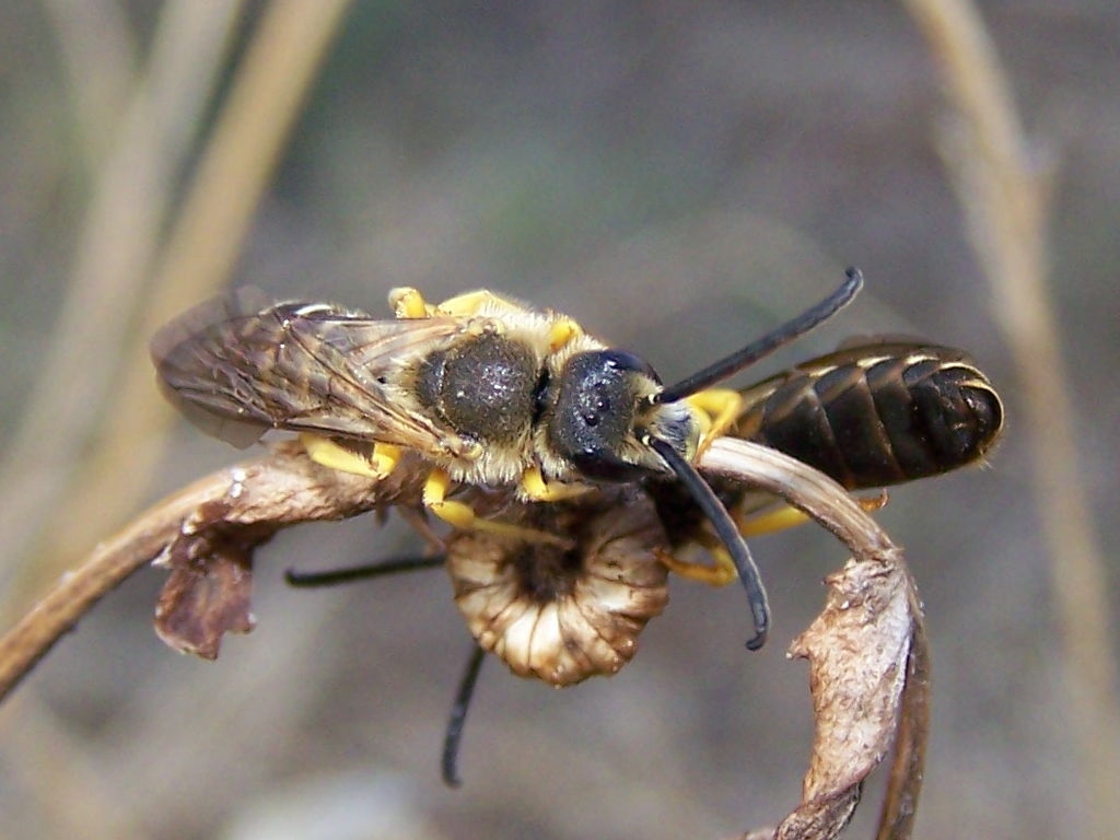 yin e yang: Halictus sexcintua