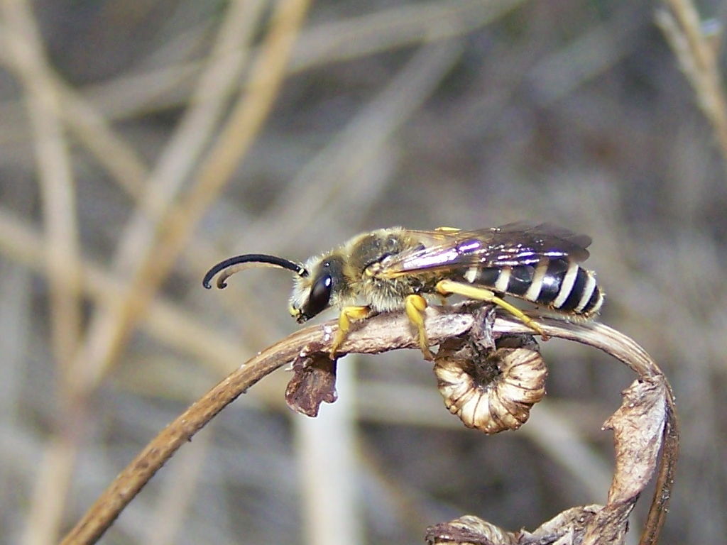 yin e yang: Halictus sexcintua