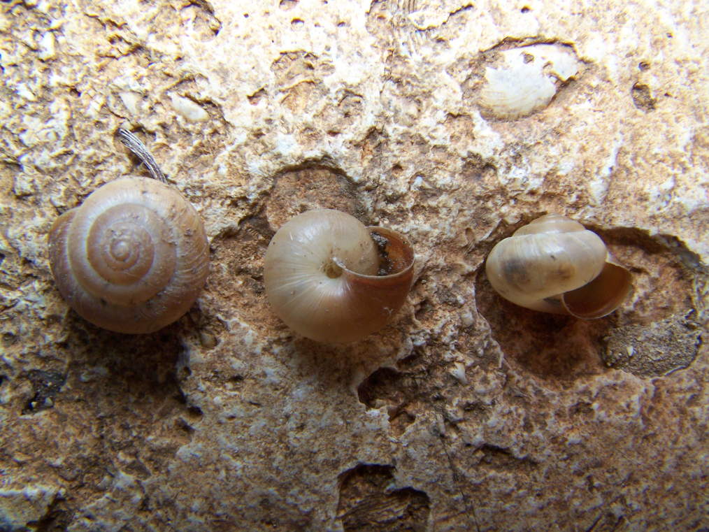 Monacha appenniniche del gruppo cantiana