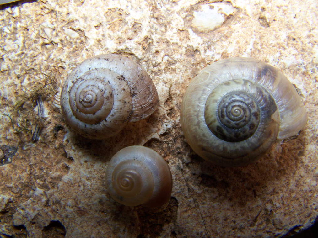 Monacha appenniniche del gruppo cantiana