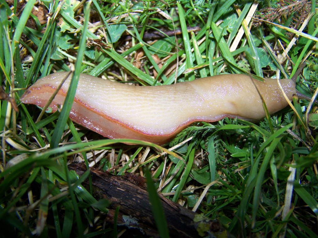 Limax gr. corsicus dalla valle del Corno (PG)