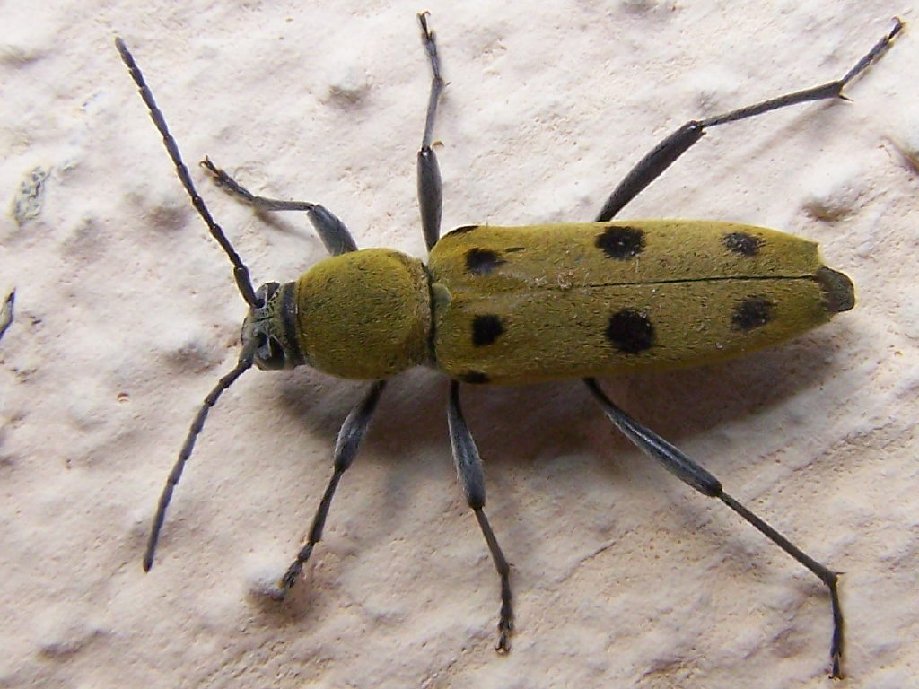 Chlorophorus glabromaculatus