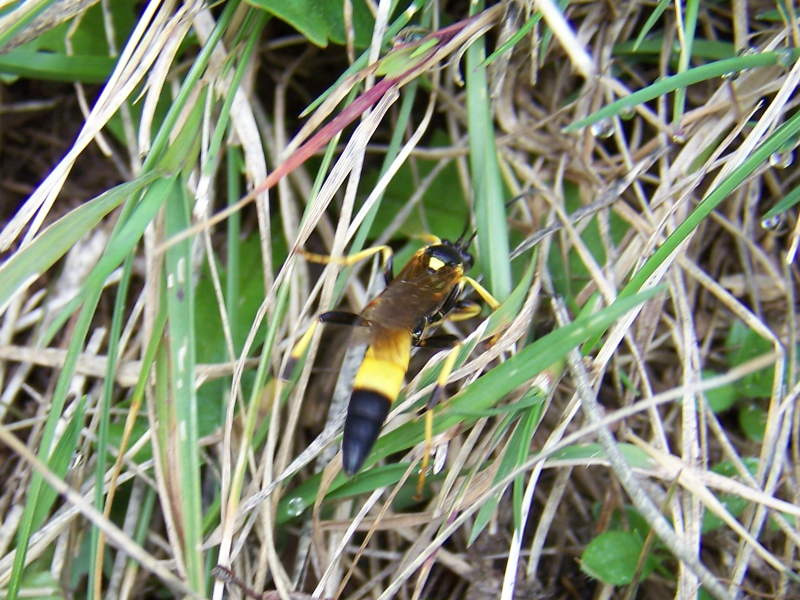 Ichneumon suspicosus (Ichneumonidae Ichneumoninae)