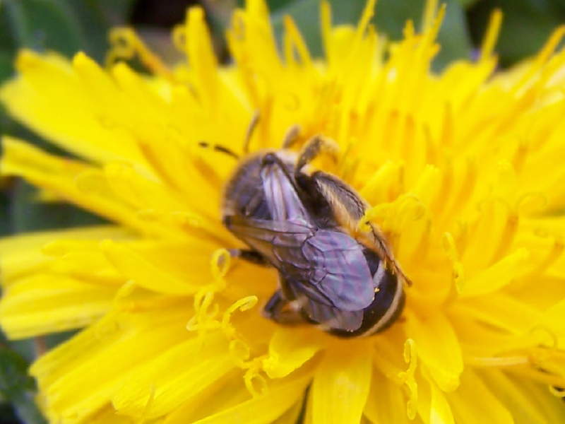 apoideo monti della laga: Femmina di Lasioglossum sp.