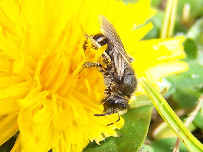 apoideo monti della laga: Femmina di Lasioglossum sp.