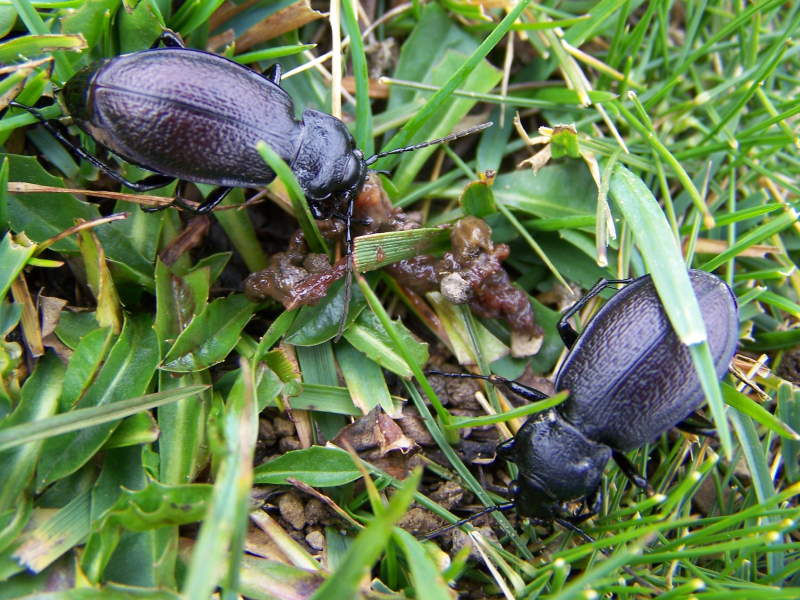 coleotteri monti della laga: Carabus rossii forma locale