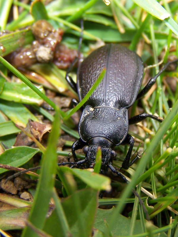 coleotteri monti della laga: Carabus rossii forma locale
