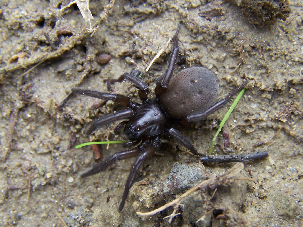Gnaphosa sp.