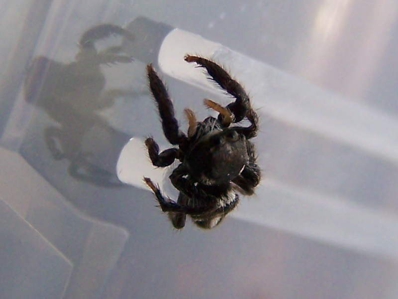 Pellenes sp. - Monti della Laga
