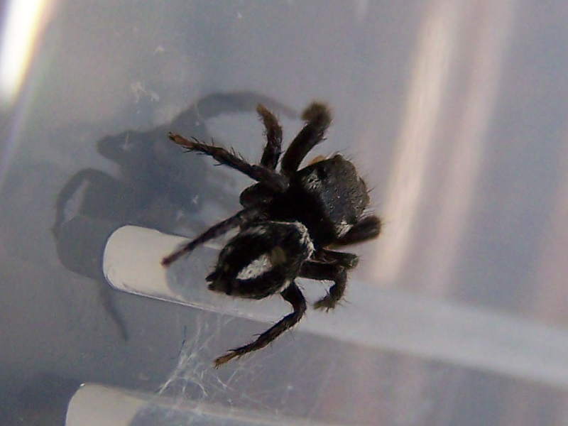 Pellenes sp. - Monti della Laga