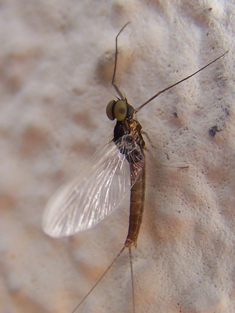 Cloeon sp.