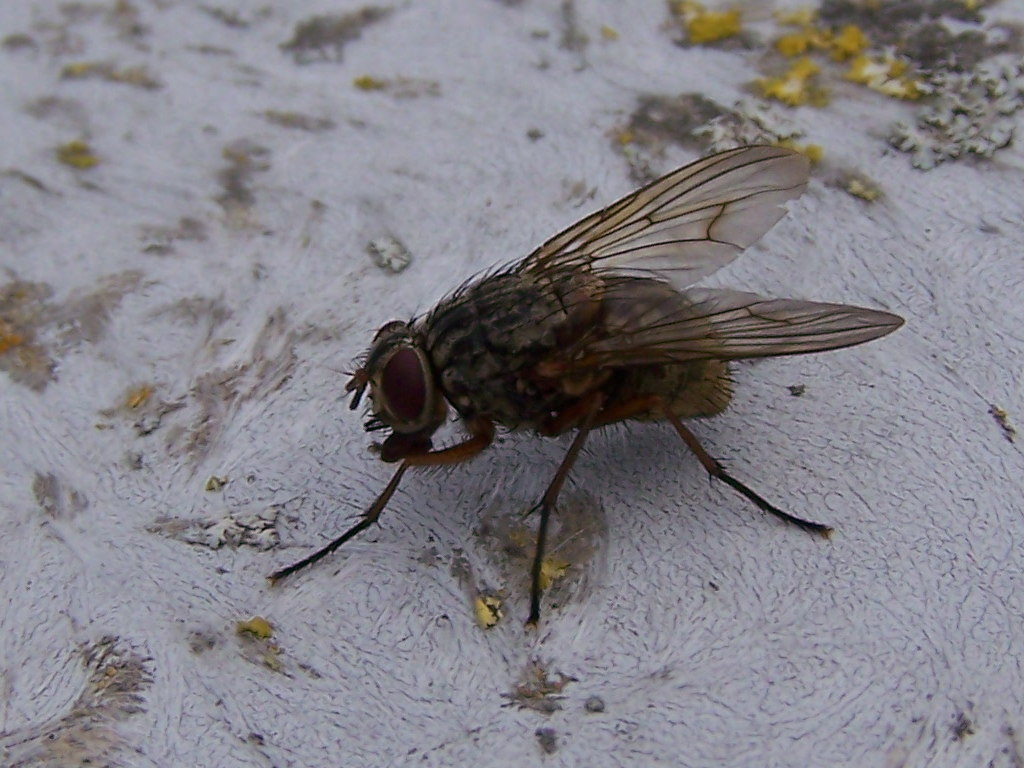 Muscidae?