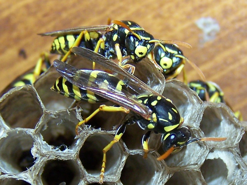 Polistes gallicus ♀ (Vespidae)