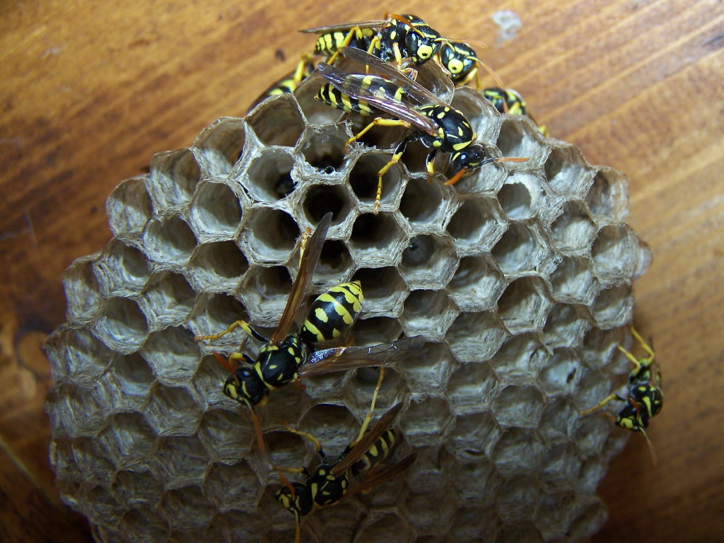 Polistes gallicus ♀ (Vespidae)