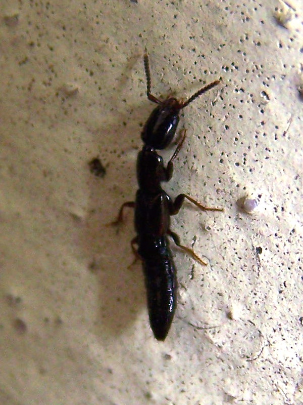 Staphilinidae? Xantholinus sp.
