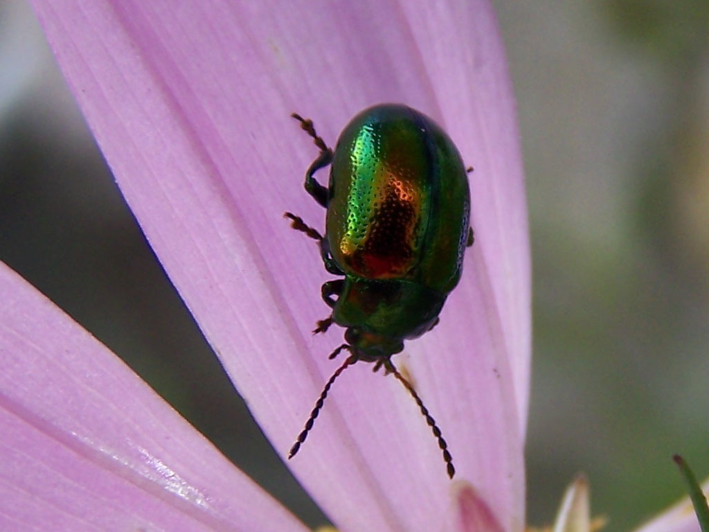 Chrysolina faustosa