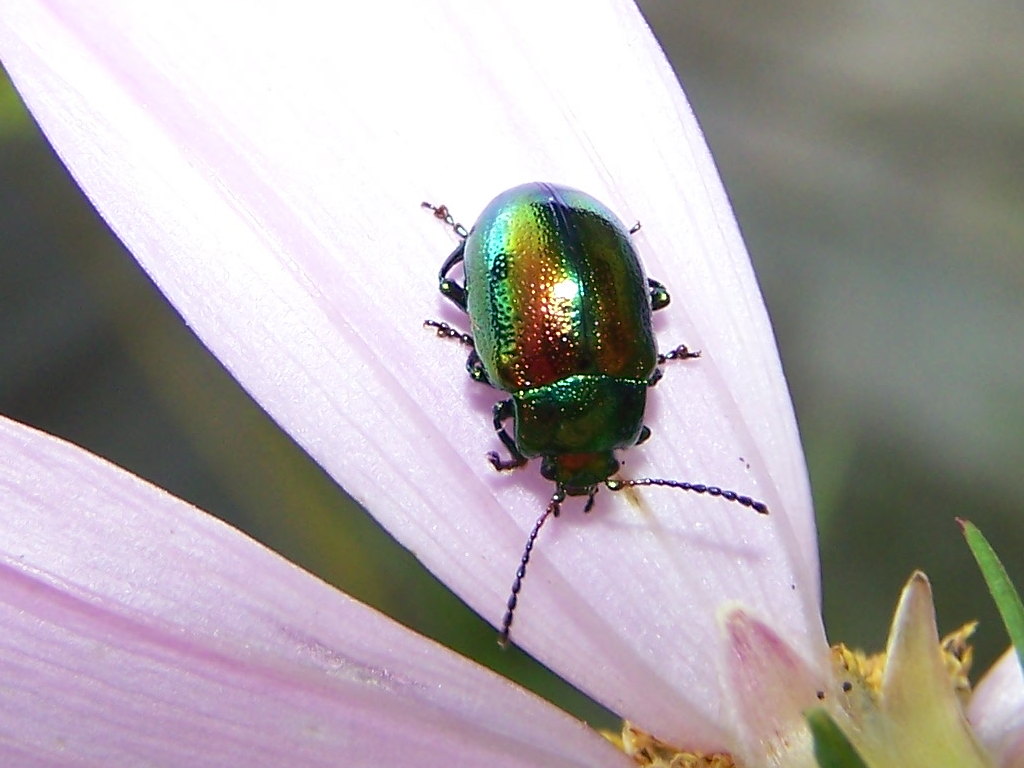 Chrysolina faustosa
