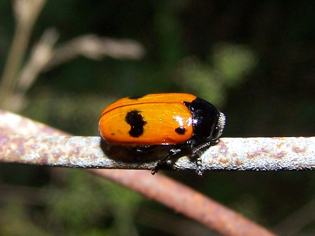 Chrysomelidae:  Clytra cfr. laeviuscula