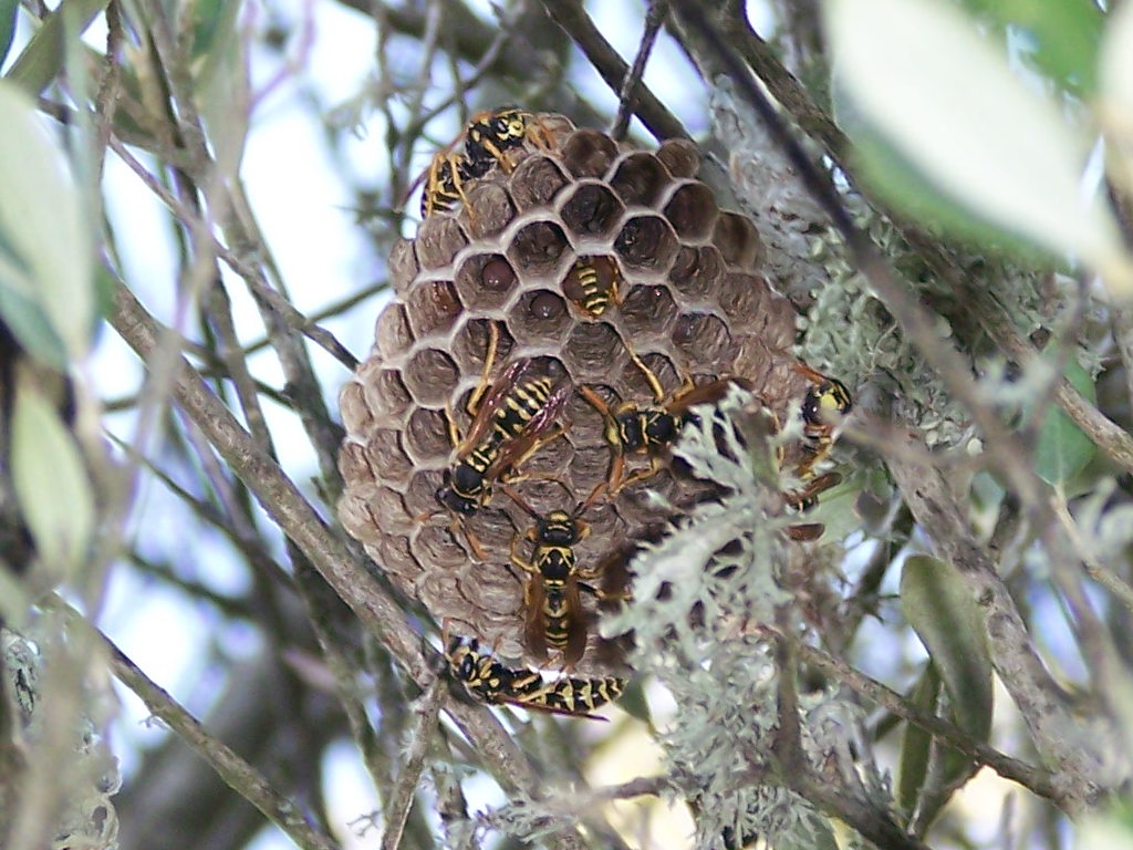 Polistes dominula, vecchia foto di un nido
