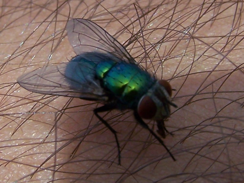 Lucilia sericata?
