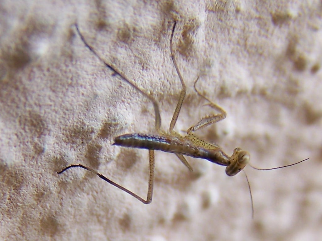 appena nati (probabile Mantis religiosa)