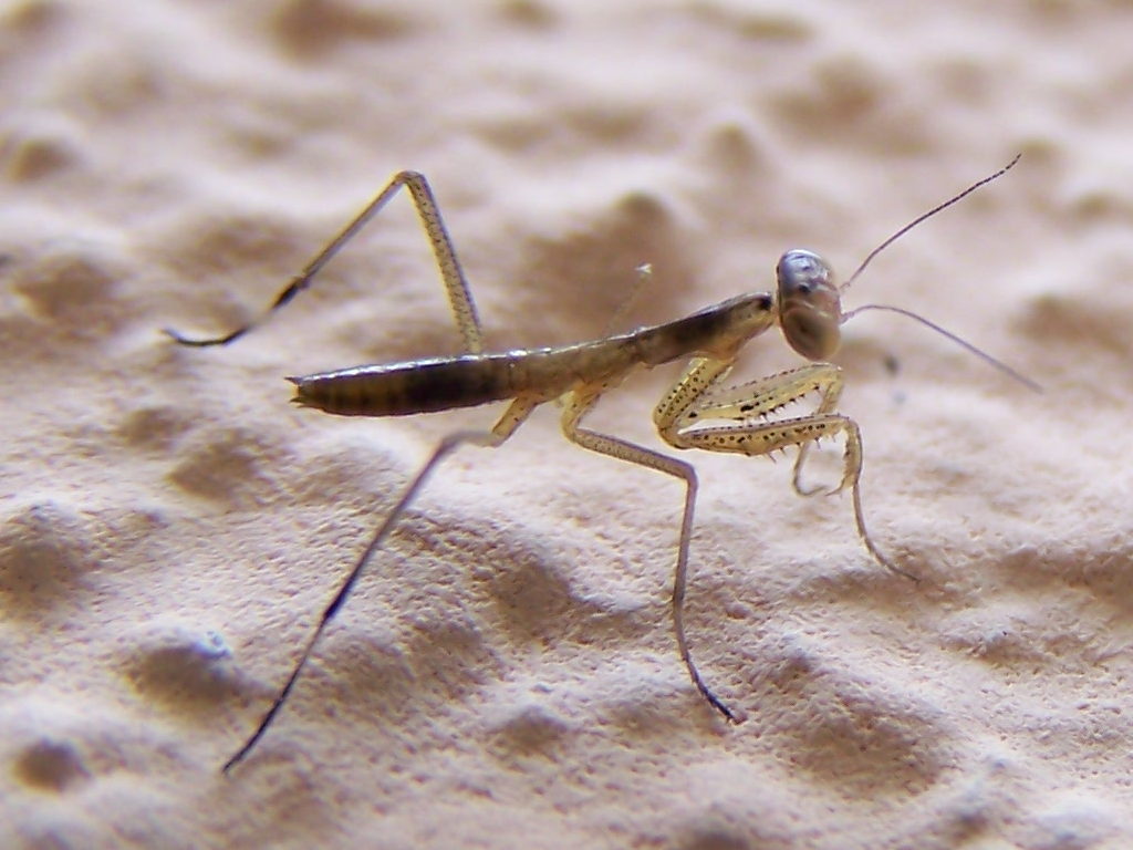 appena nati (probabile Mantis religiosa)