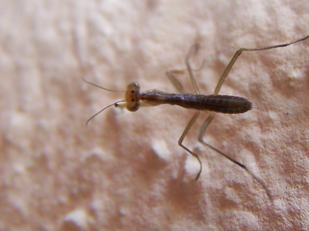 appena nati (probabile Mantis religiosa)