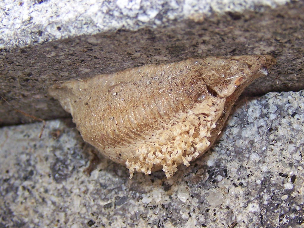 appena nati (probabile Mantis religiosa)