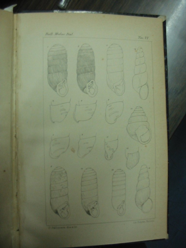 Argna biplicata biplicata (Michaud, 1831)