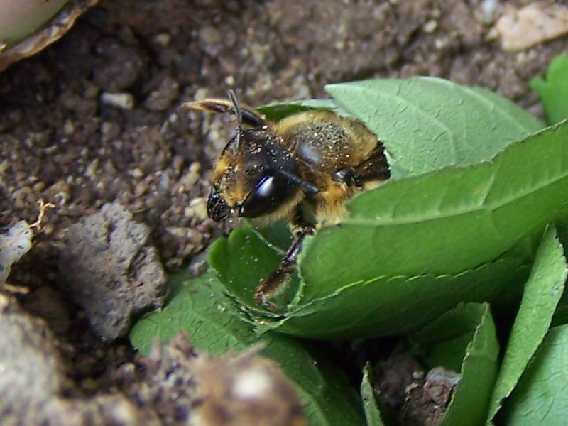 nido di foglie di Megachile sp.