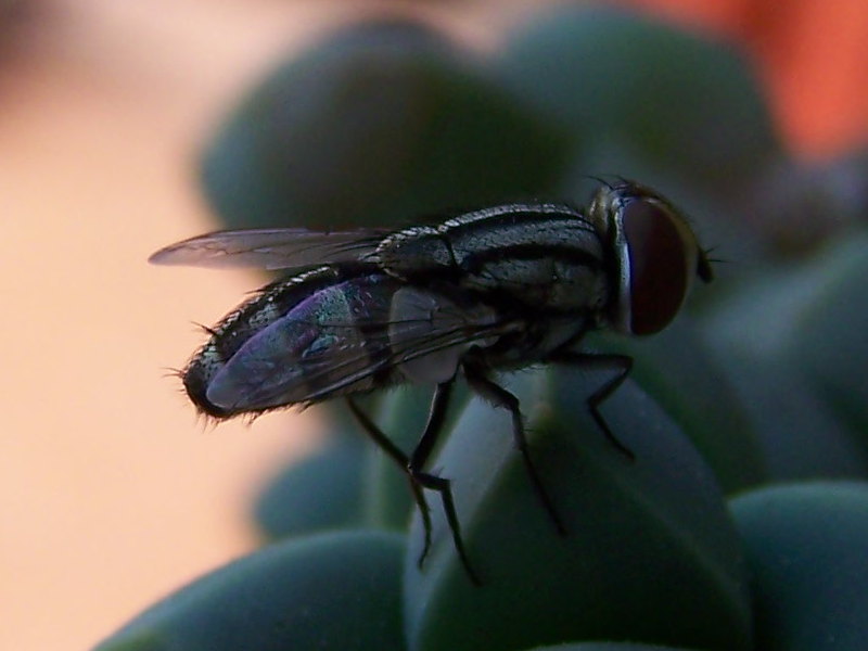 Muscidae?