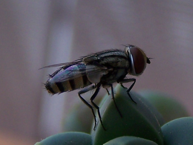 Muscidae?