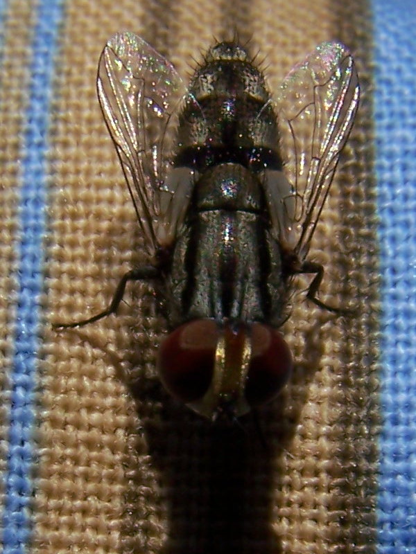 Muscidae?