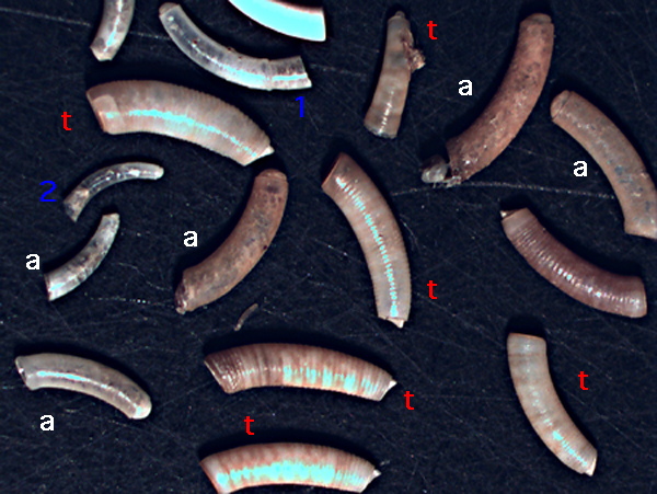 juvenis di Caecum da identificare
