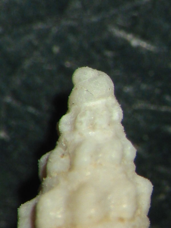 Crassispira sejugenda