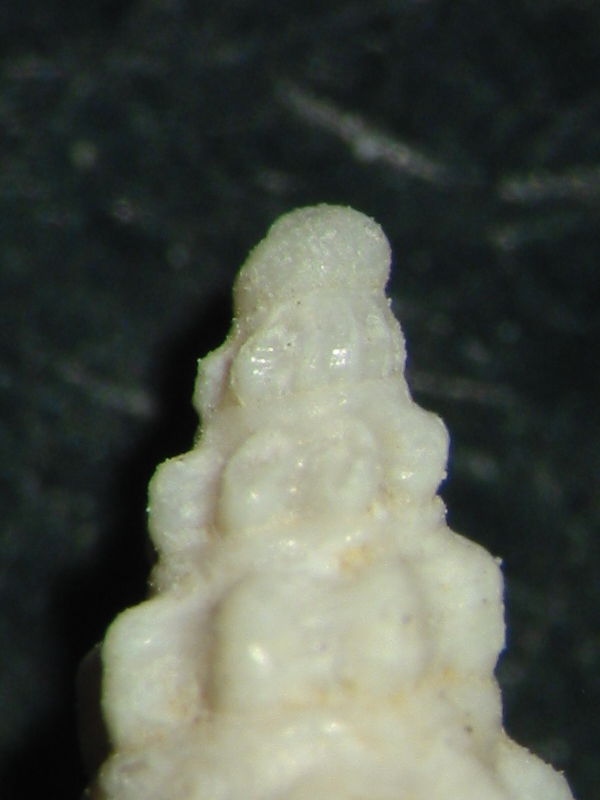 Crassispira sejugenda