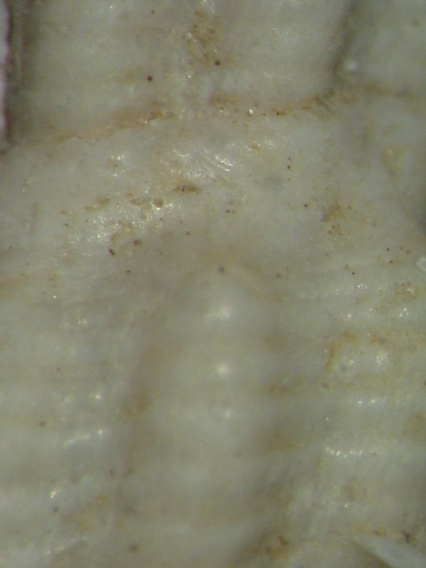 Crassispira sejugenda