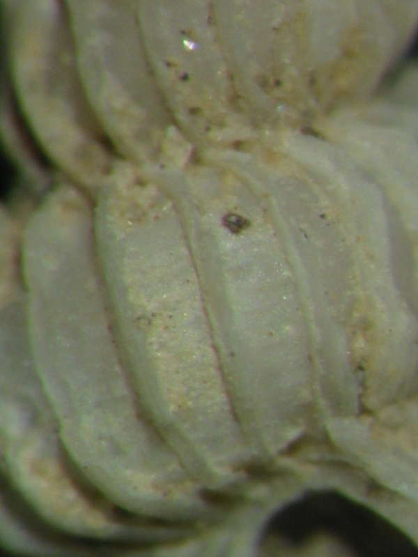 Epitonium - Hyrtoscala spinifera var. perlongata  Sacco,1891
