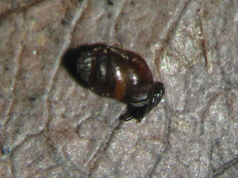 Vertigo pygmaea