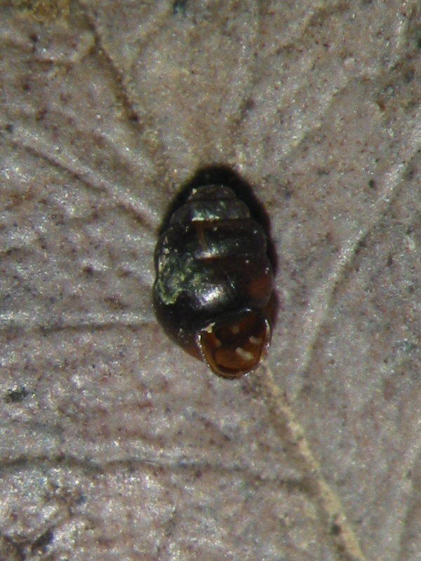 Vertigo pygmaea