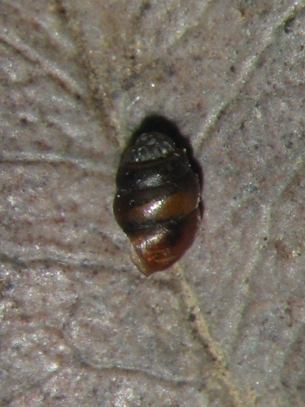 Vertigo pygmaea