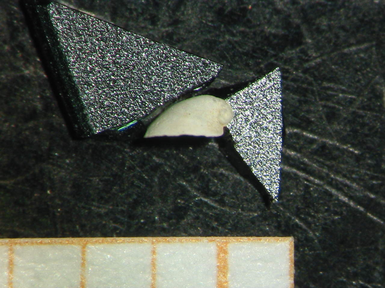 Williamia gussonii var. pliocenica (giovane)