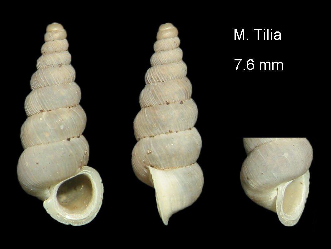 vecchi Cochlostoma