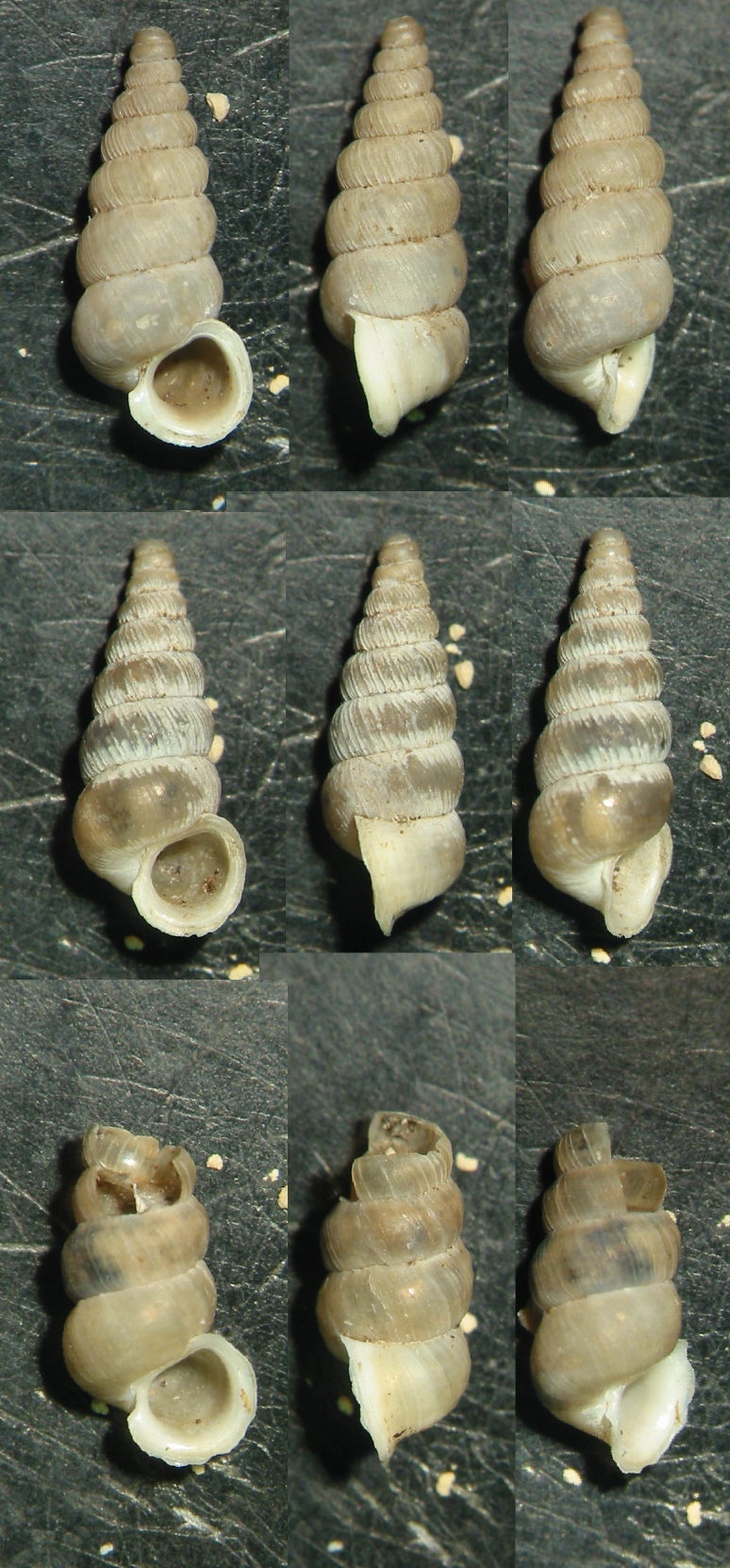 vecchi Cochlostoma
