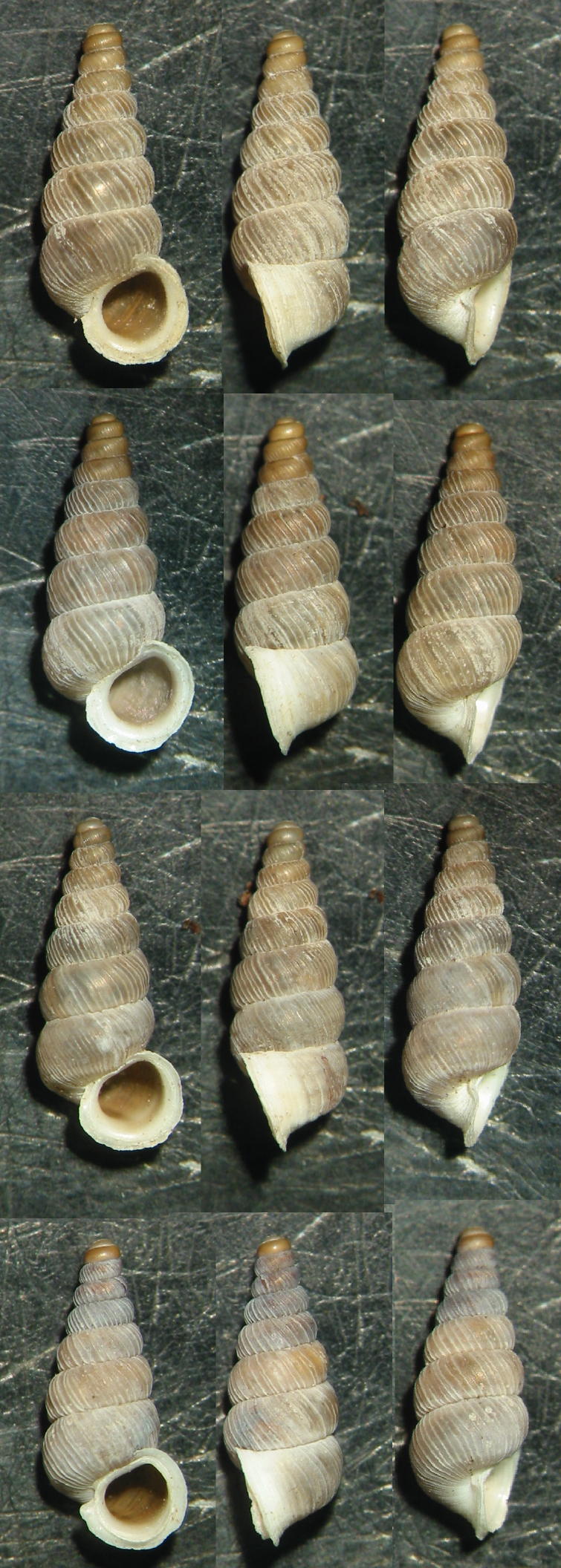 vecchi Cochlostoma