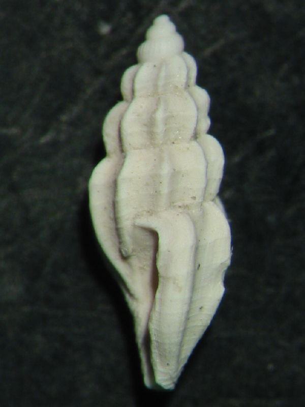 Mangelia scabrida [probabile scabriuscula]