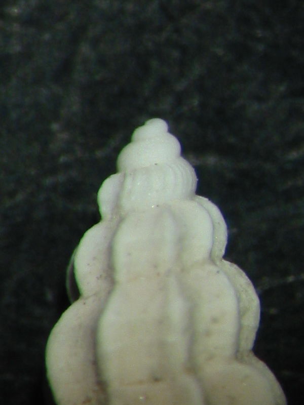 Mangelia scabrida [probabile scabriuscula]