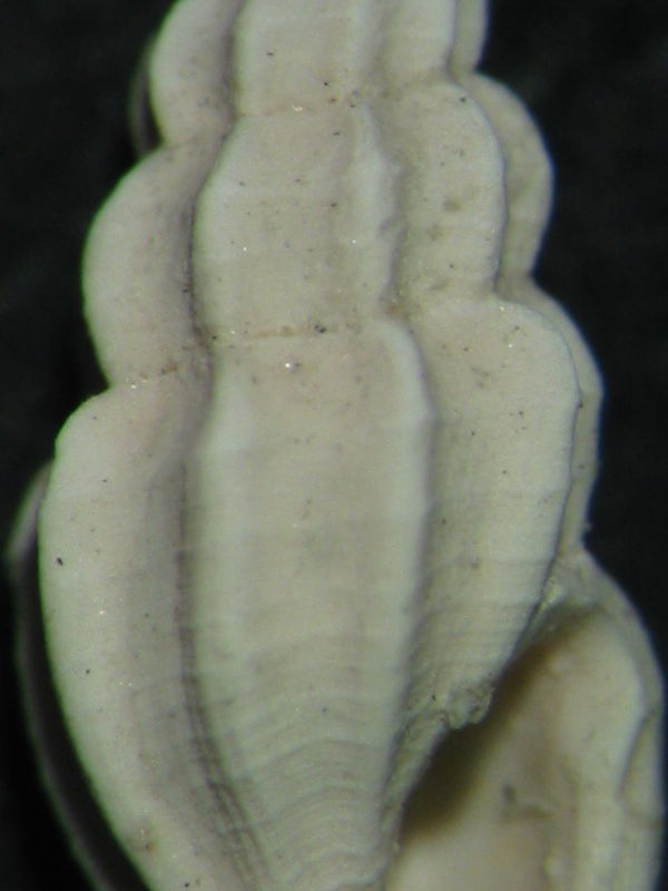 Mangelia scabrida [probabile scabriuscula]