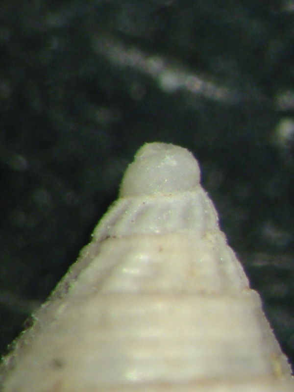 Mitromorpha tognettii?