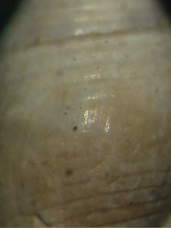 Mitromorpha tognettii?